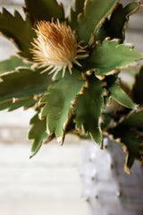 Western Prickley Blossom