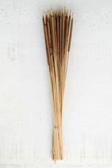 Bundle of 50 Dried Cattails