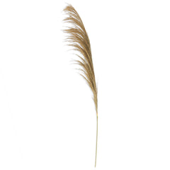 45" Dried Natural Pampas Stem