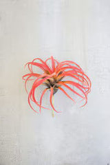 Flocking Red Air Floral