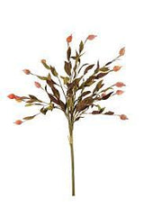 Fan Fern wih Red Bulbs