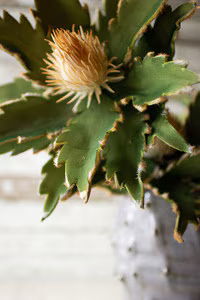 Western Prickley Blossom