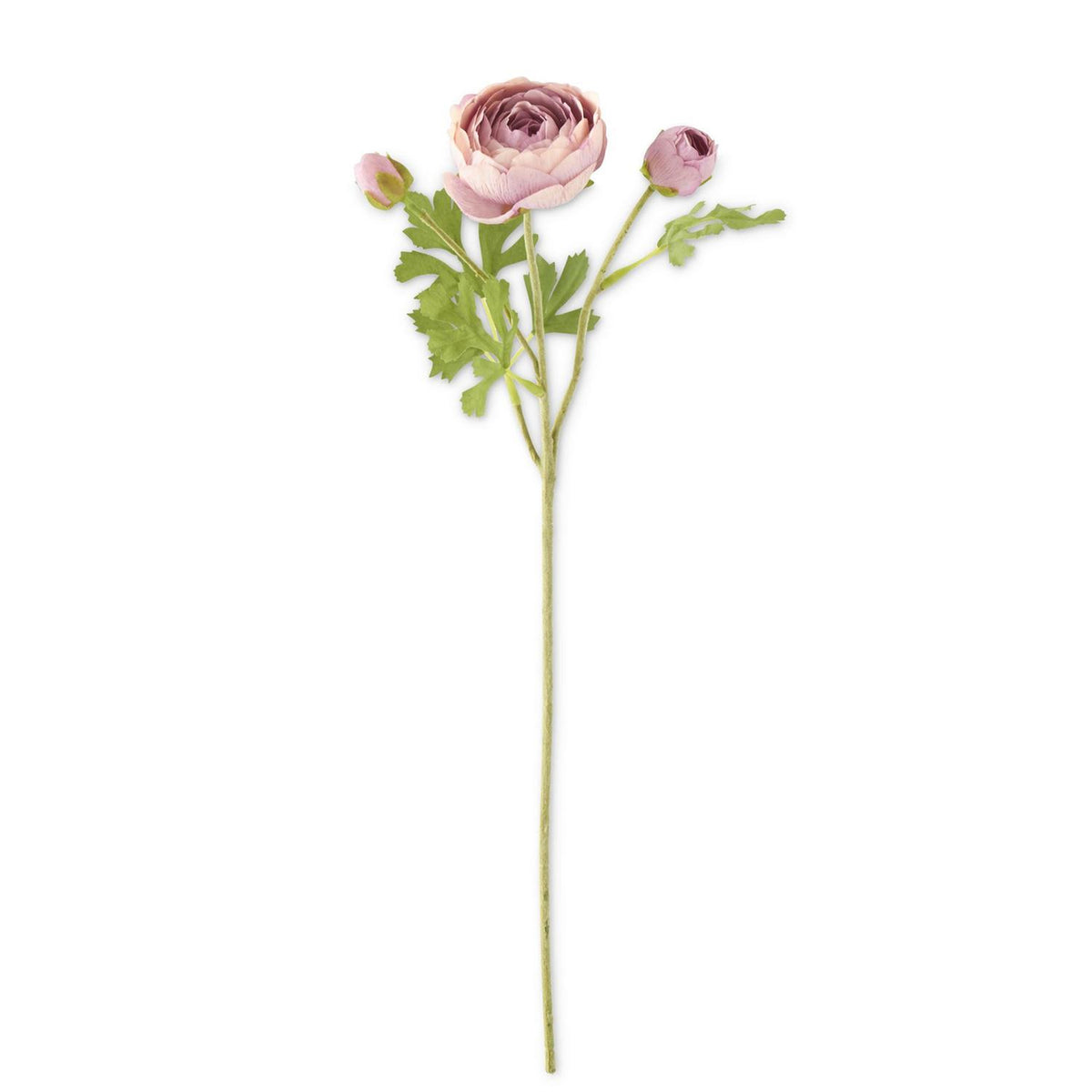 21" Light Purple 3 Head Ranunculus Stem