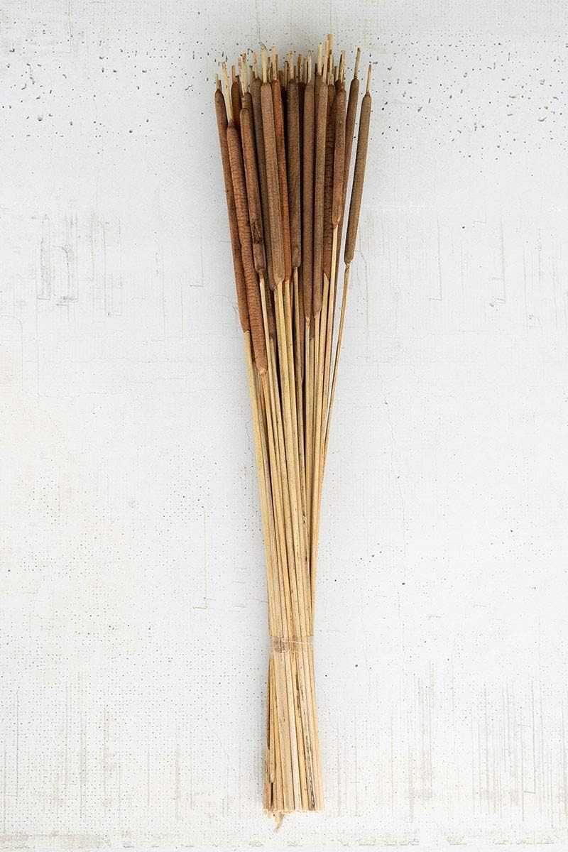 Bundle of 50 Dried Cattails