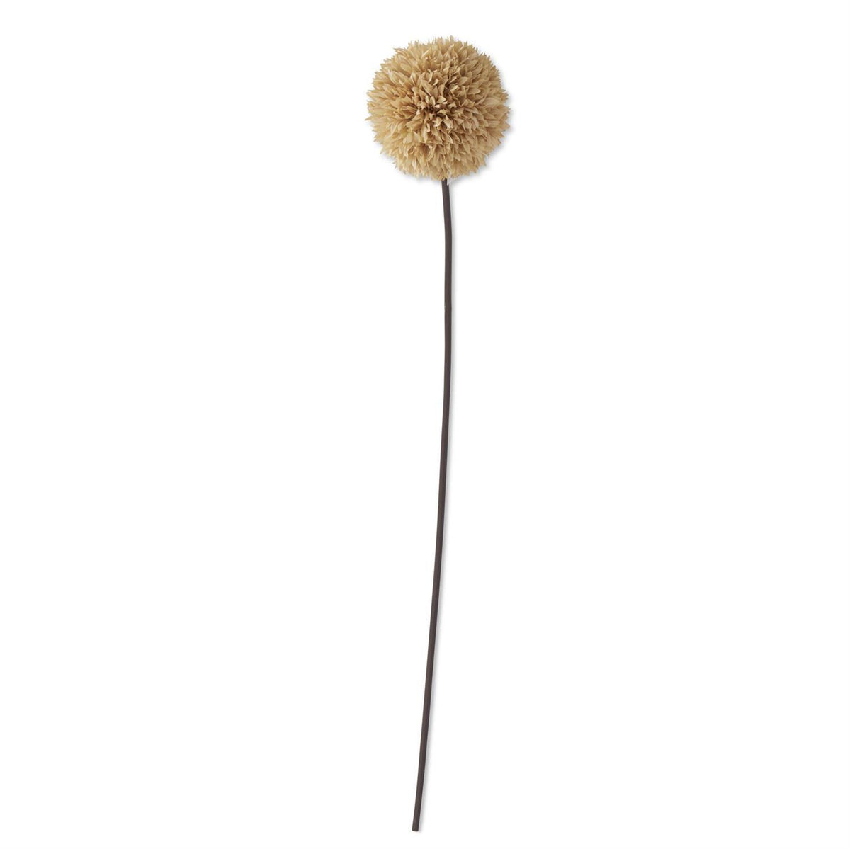 31" Tan Allium Stem