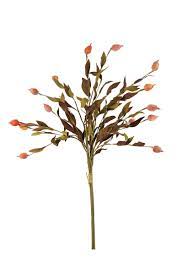 Fan Fern wih Red Bulbs