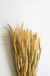 Bundle of Natural Wheat